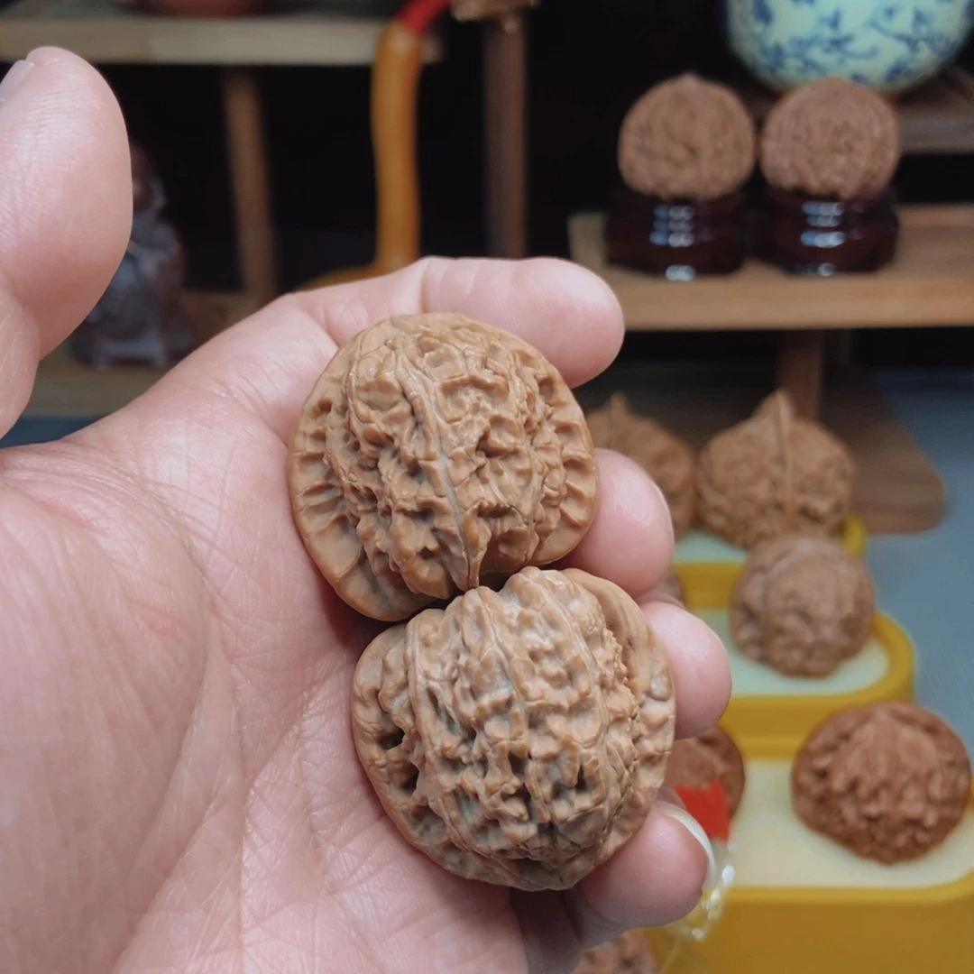 福利练手对白狮子！