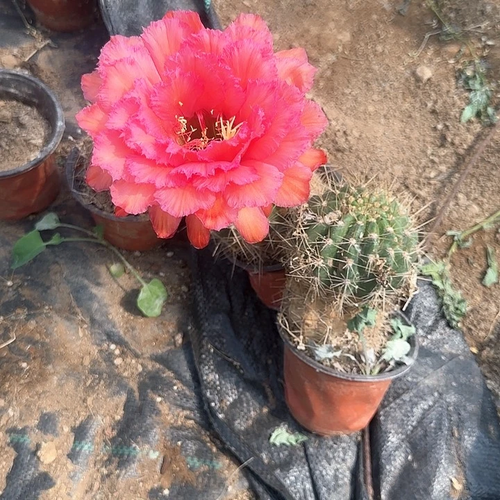 荣耀自花瑕疵加一个球组合20