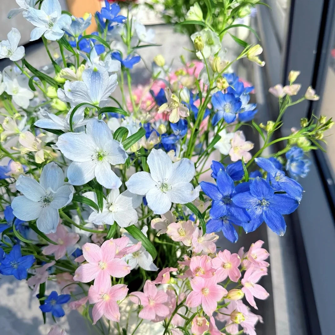 【花之物语】小飞燕  包邮