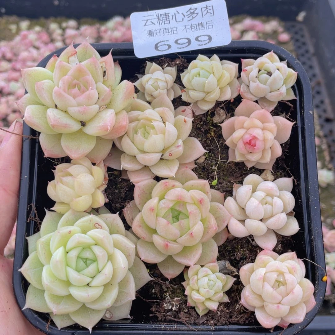 云糖心多肉植物699