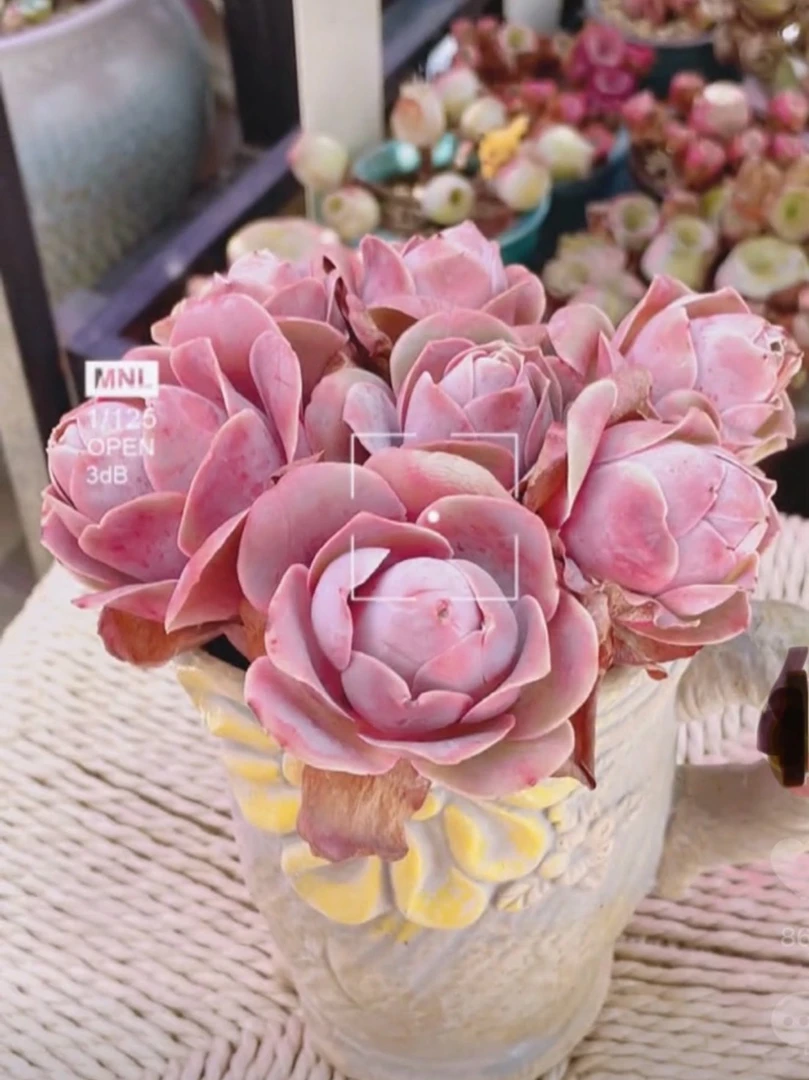 ［满15元包邮］樱桃帕玫瑰 裸根一颗 带色发货