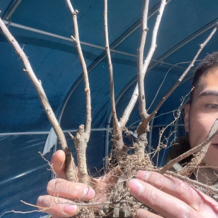 原生世界一号海棠花一颗