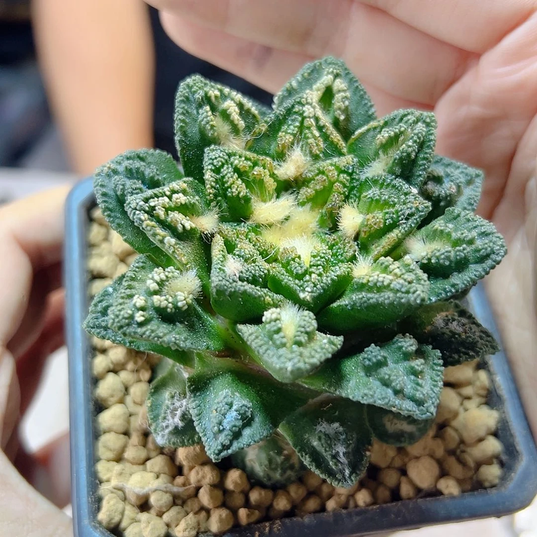 26号自根辛盾根芽瑕疵7.5公分