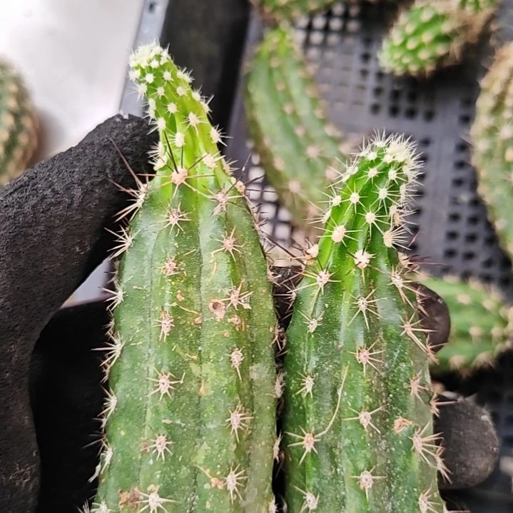 红花多刺虾两个侧芽