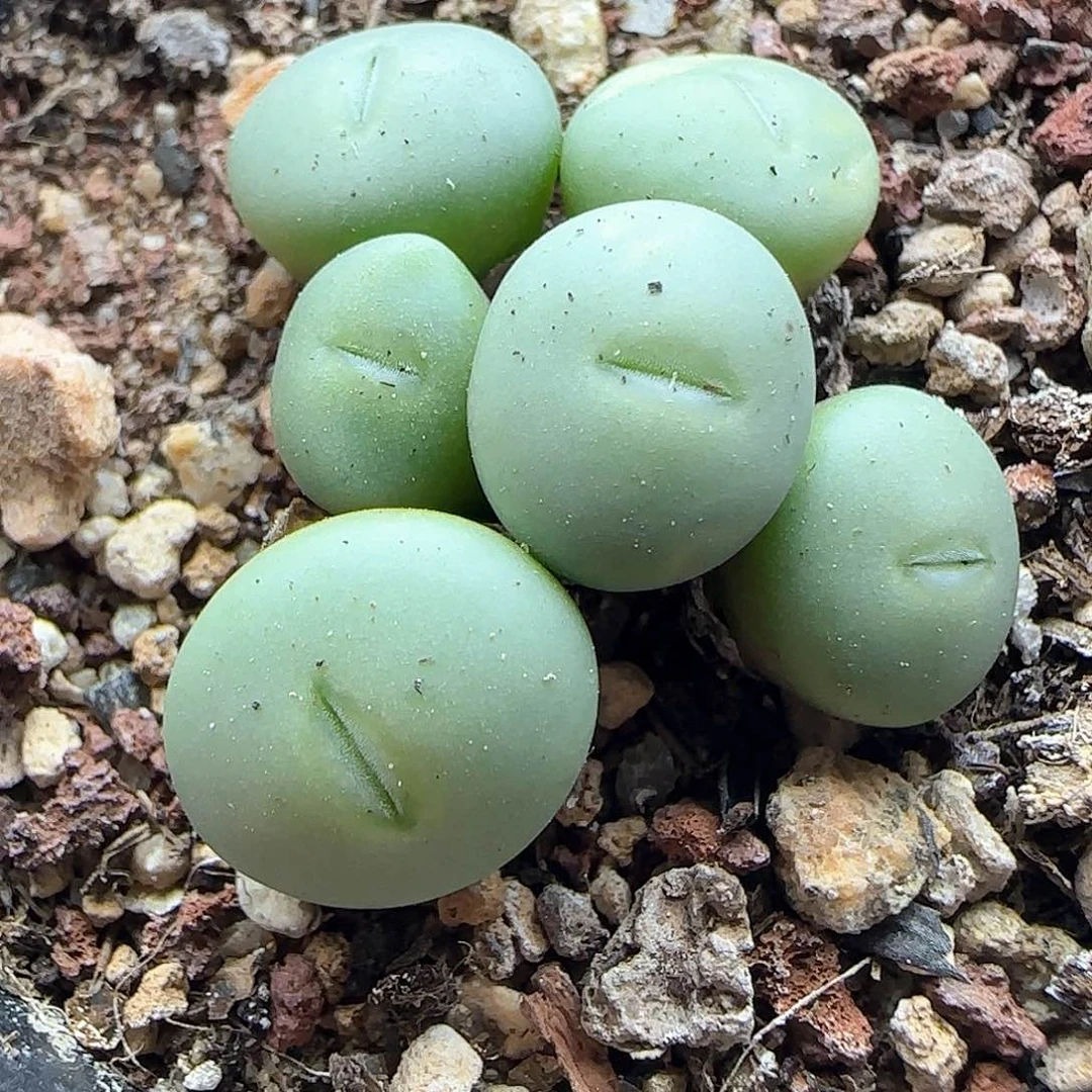 脱土年后发货23647