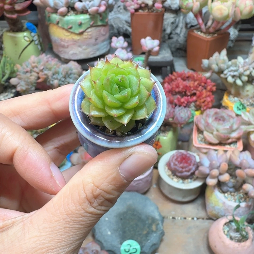 小溏心 多肉含盆土 一物一拍