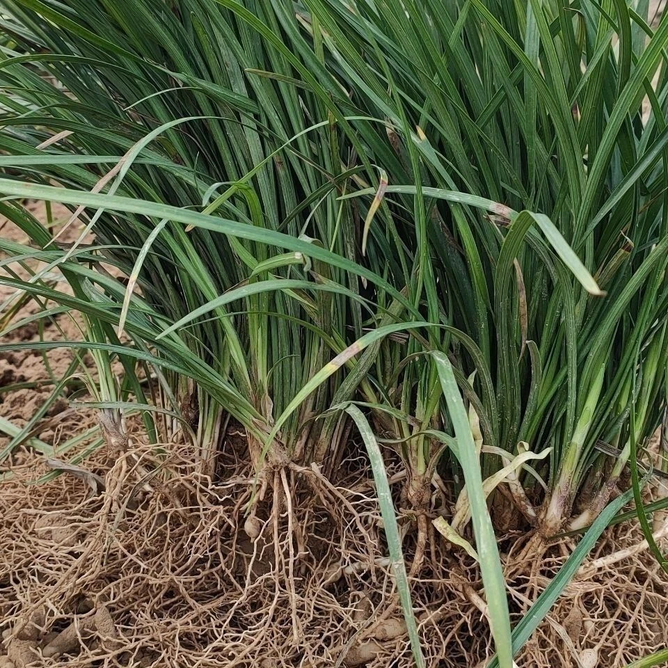 现挖细叶麦冬草沿边草苗四季常青庭院别墅小区绿化苗麦冬苗玉龙草