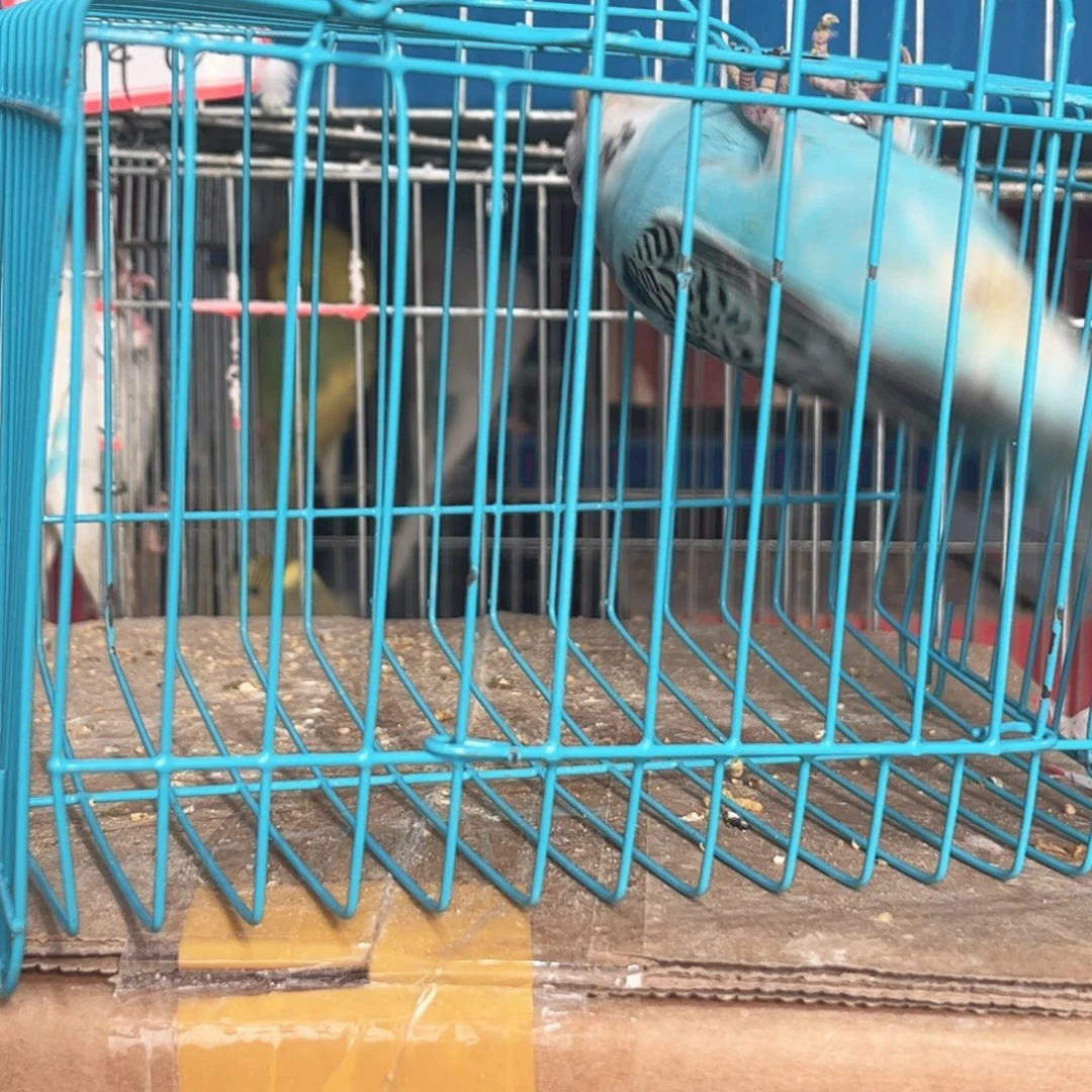 虎皮鹦鹉我的小姐姐