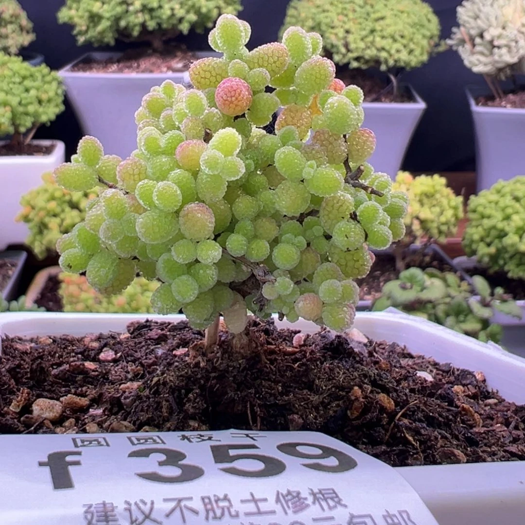 359橘子糖一物一拍