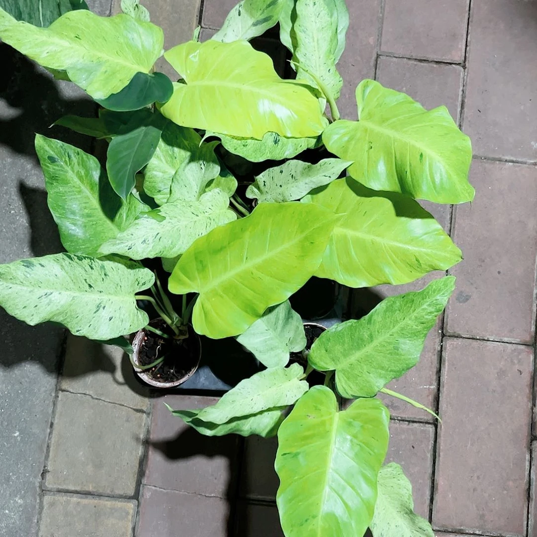 无花朵雪堆蔓绿绒
