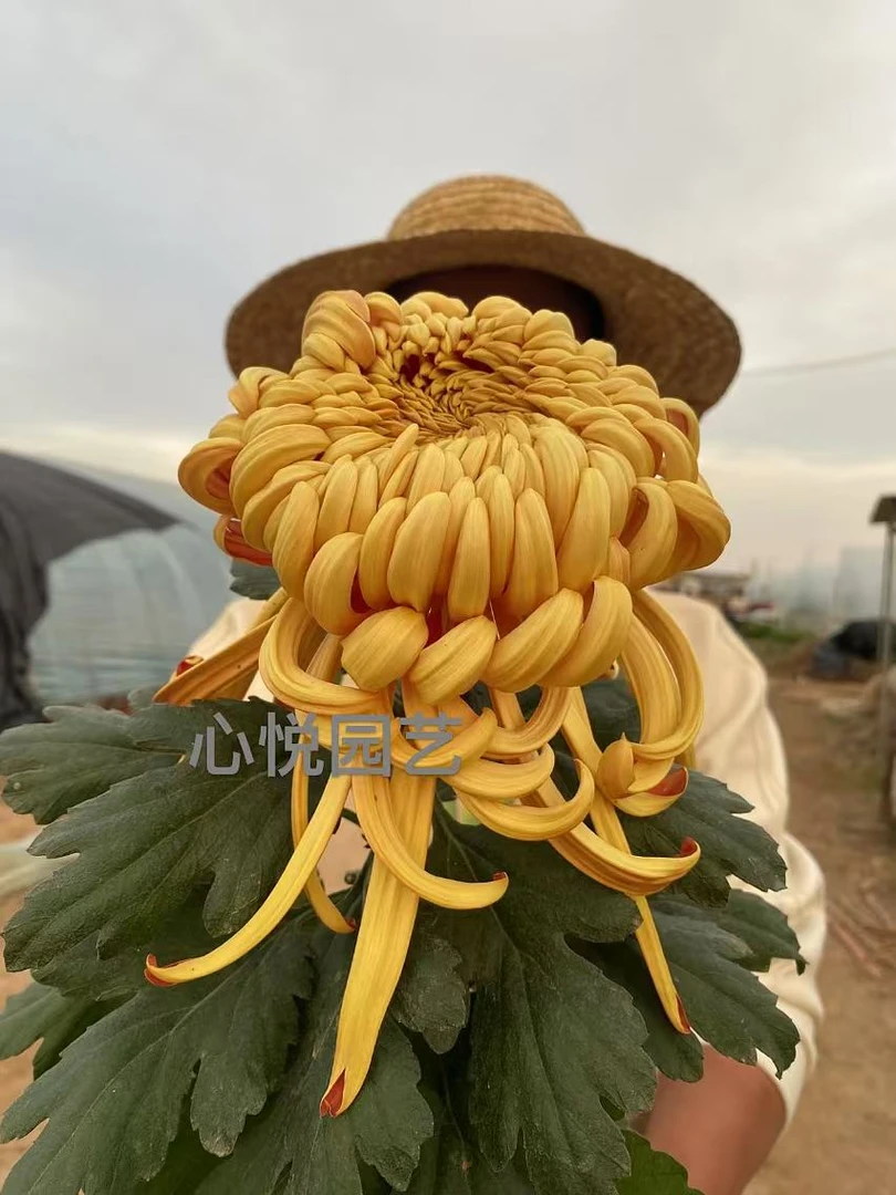 菊花半成品【古刹金刚】 对版发货 多年生室内室外盆栽地载花卉绿植