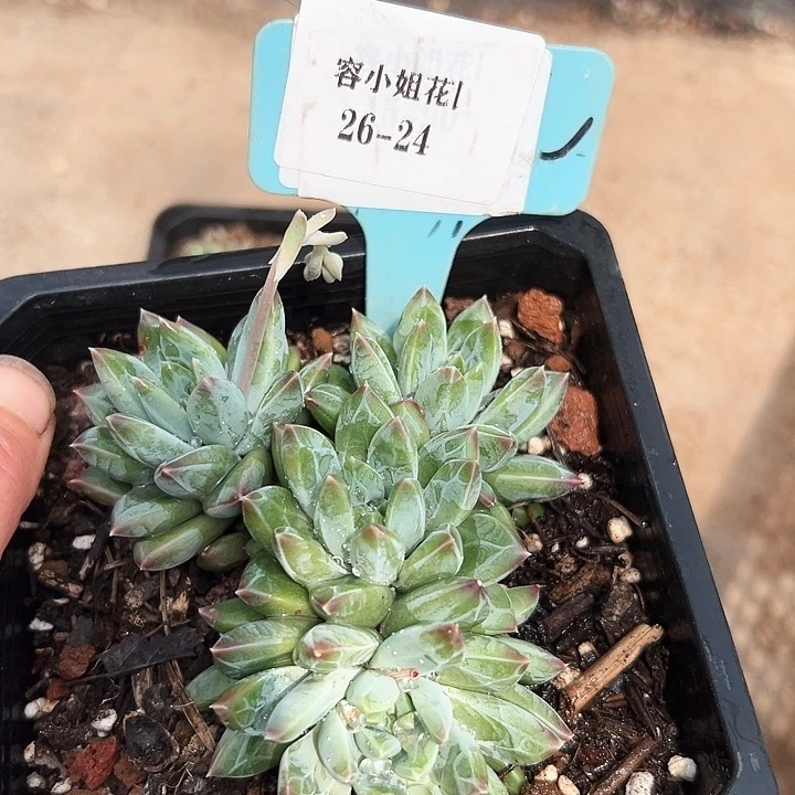 26.24幻影一个托土