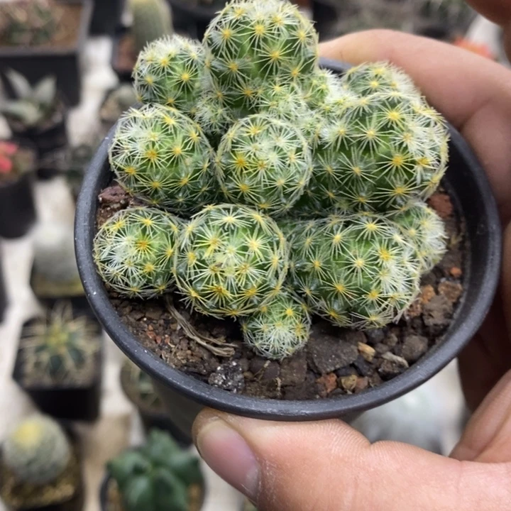 实生吉赛尔群特价福利