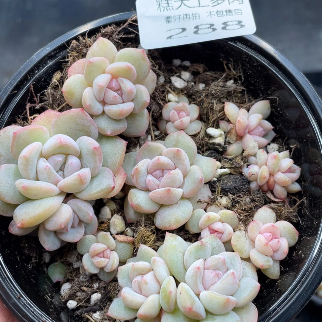 云糖心多肉植物288
