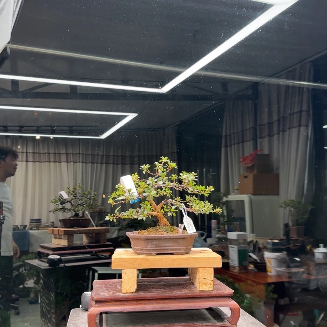 *****无花朵花卉苗木花卉苗木