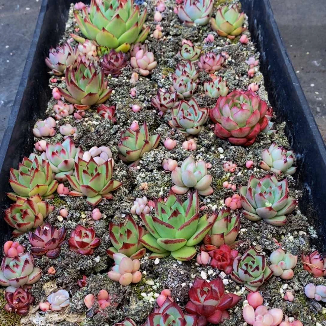 947色泽鲜艳。我也不知道