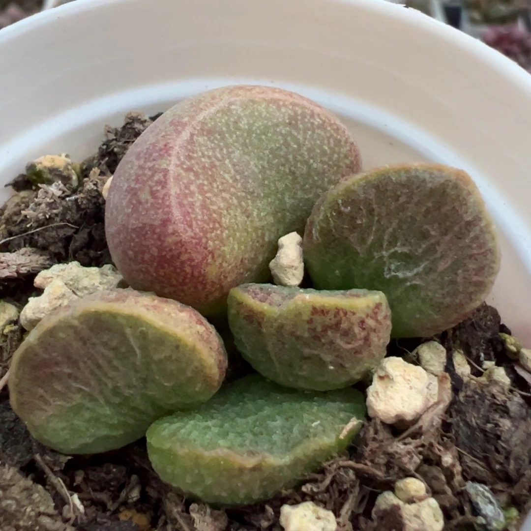 实生新品短圆叶底叶苗纹路款多肉