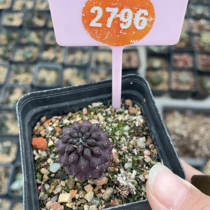 哈****实生雷头2796000000