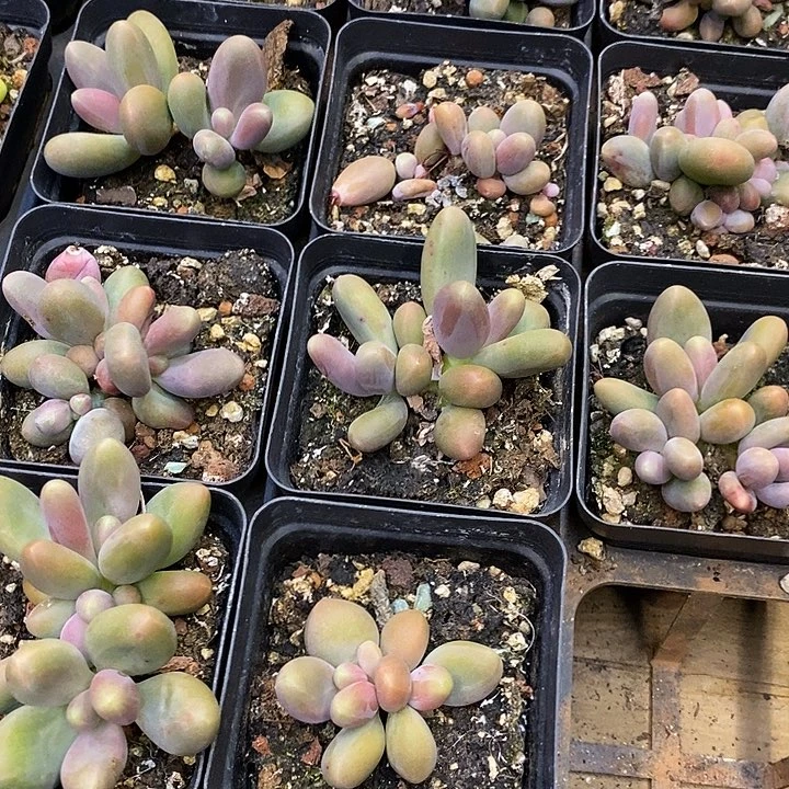 紫色芒果奶福利多多