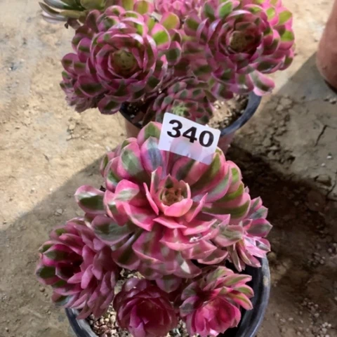 340法师多肉植物组合