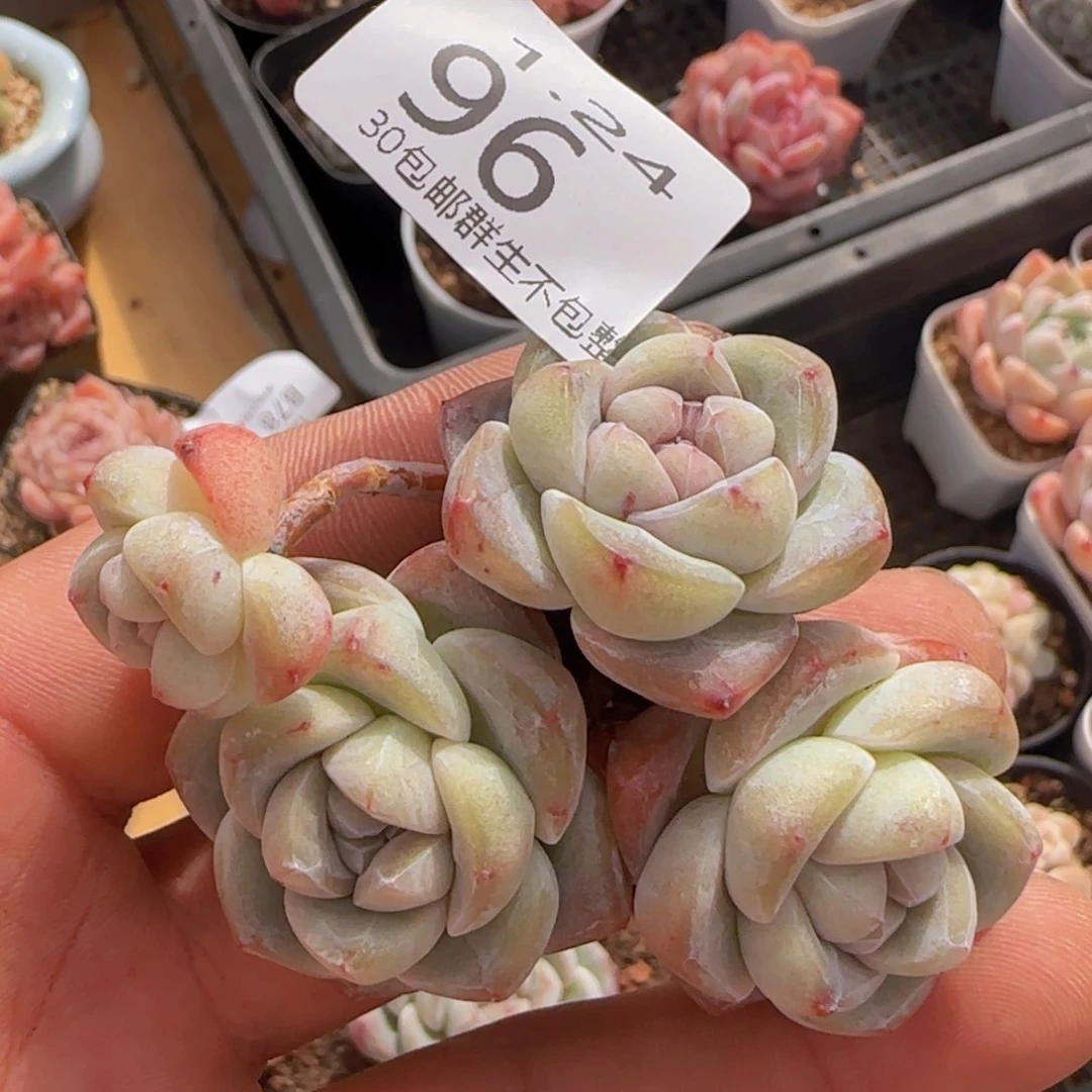 四头冰玉老桩一颗脱土