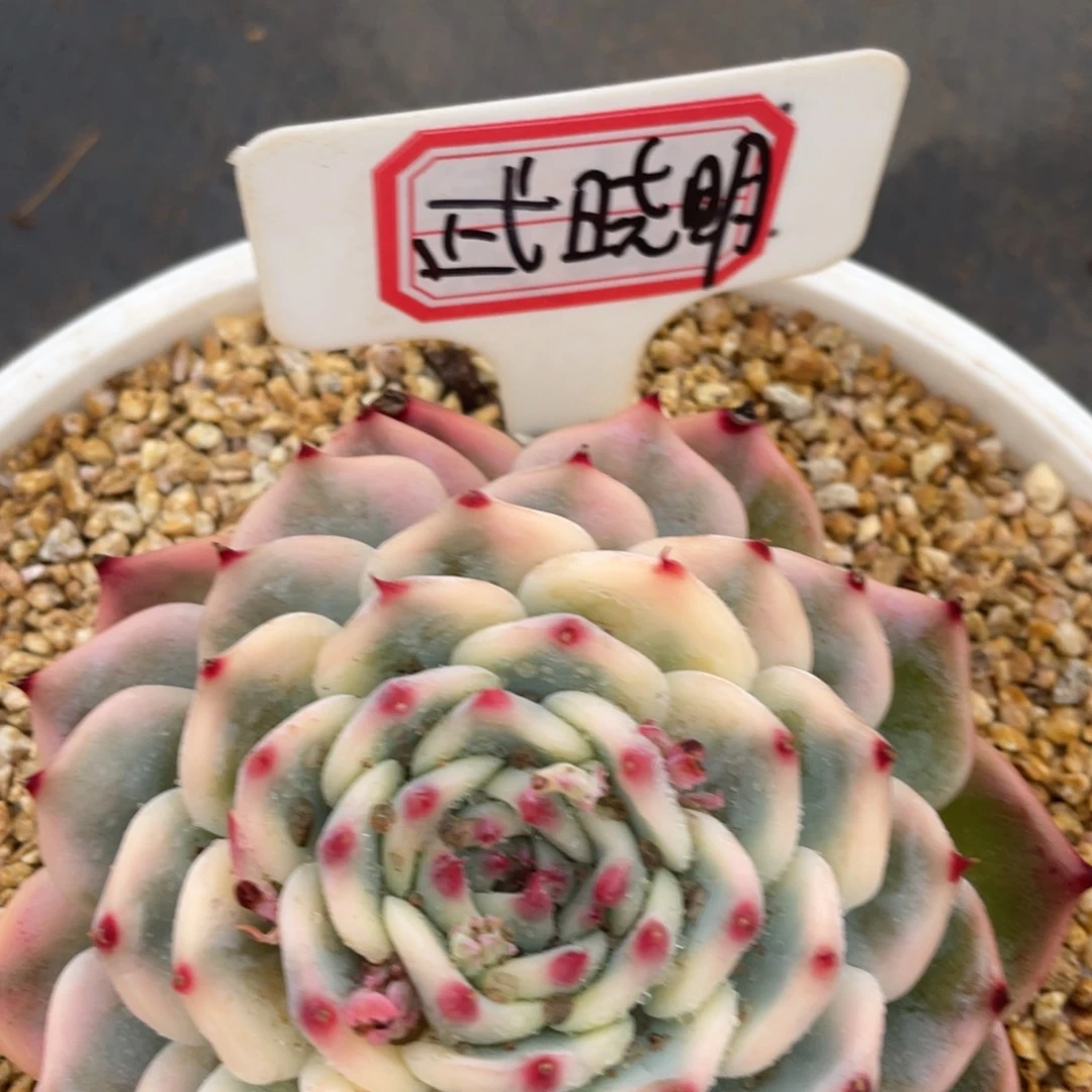 武*明姐姐我在挑战我行走第