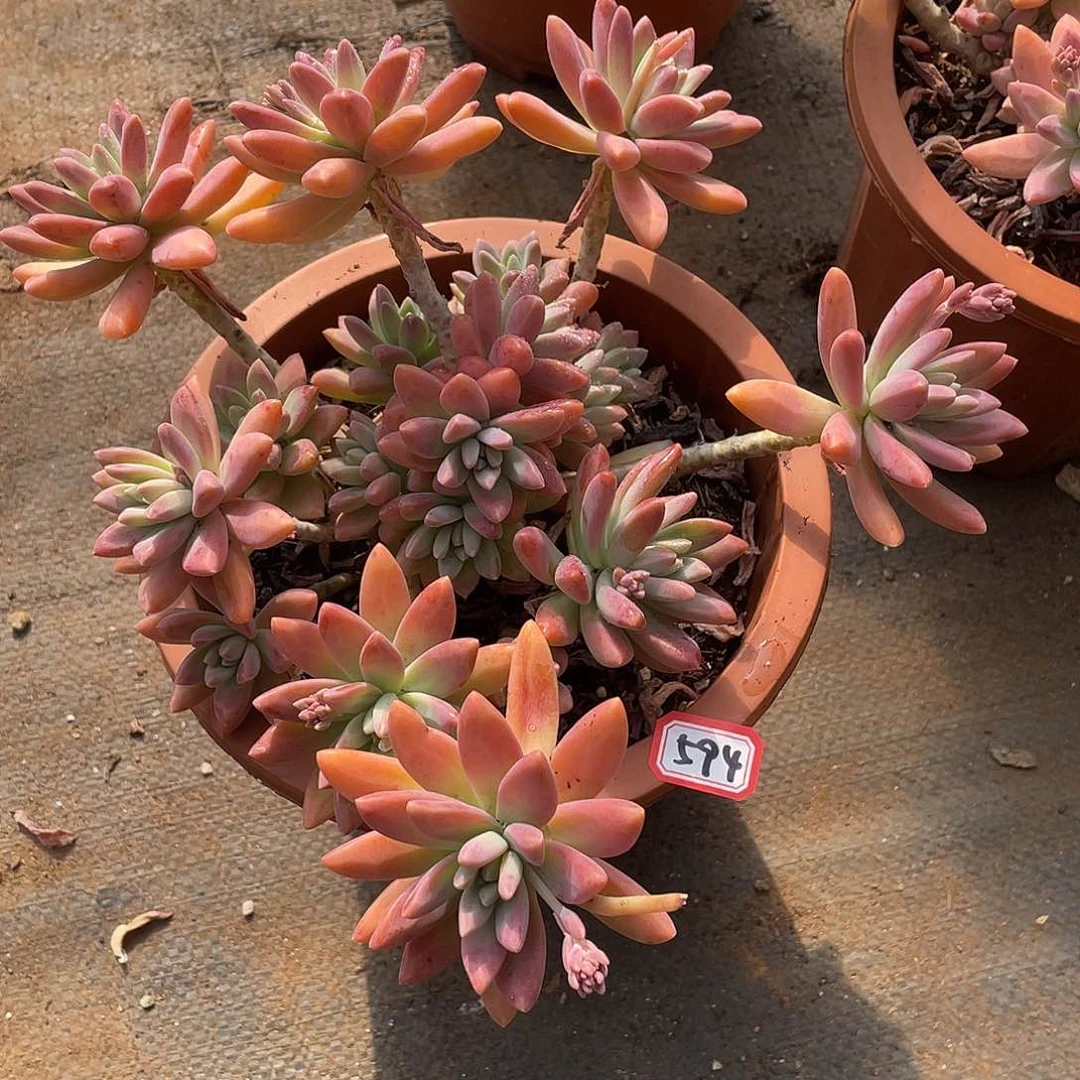 594秋力 一物一拍多肉