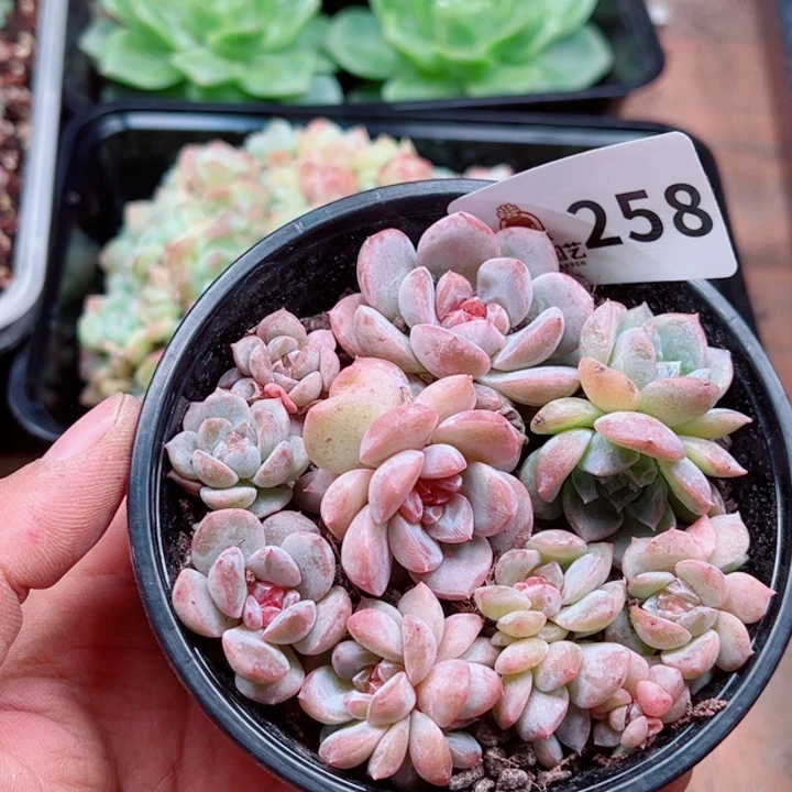 多肉植物多肉植物