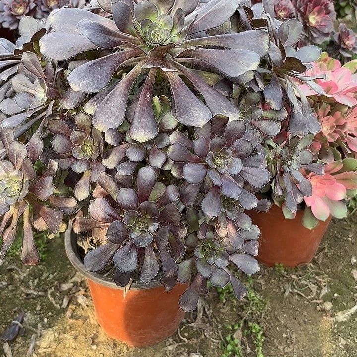 多肉植物法师圆叶38