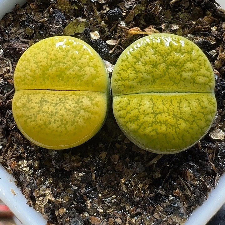 生石花111111。  156