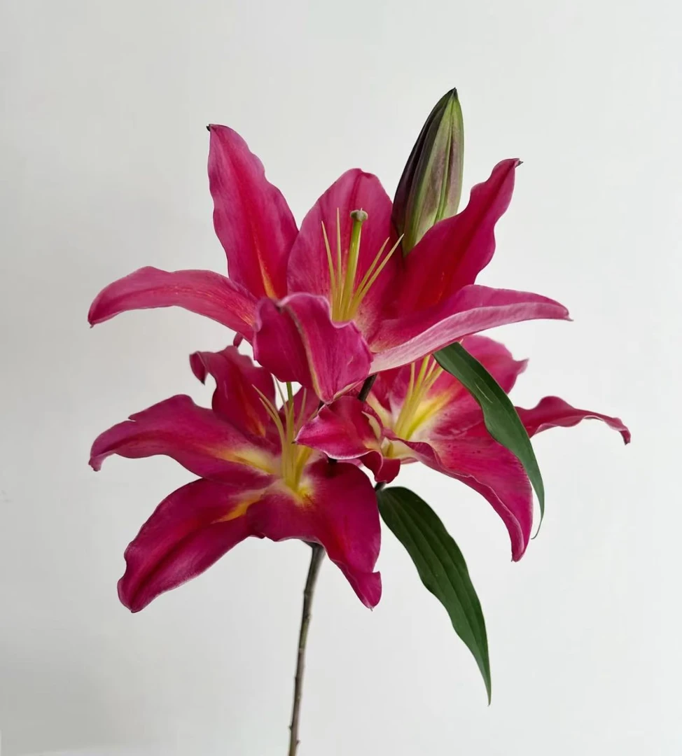 D10【黑凤梨香水百合】顺丰包邮，5度以下地区需加拍保温棉