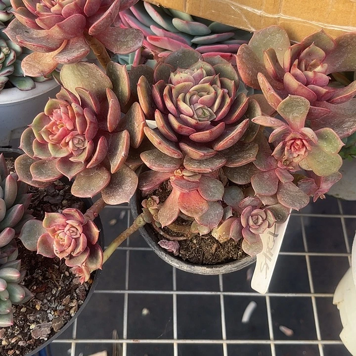 两单包邮，一物一拍245大红盘