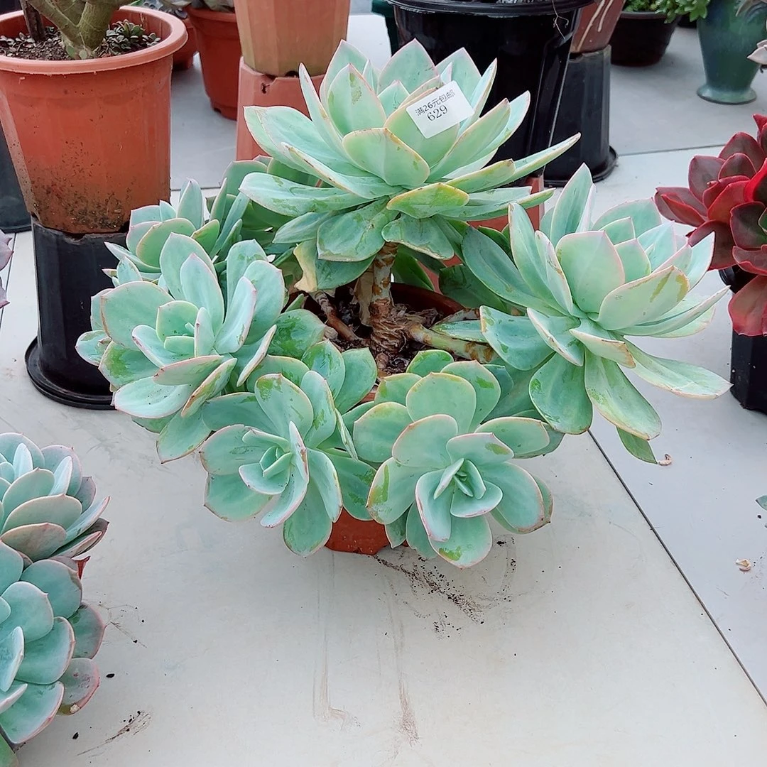 淡***然629凤多肉植物多肉