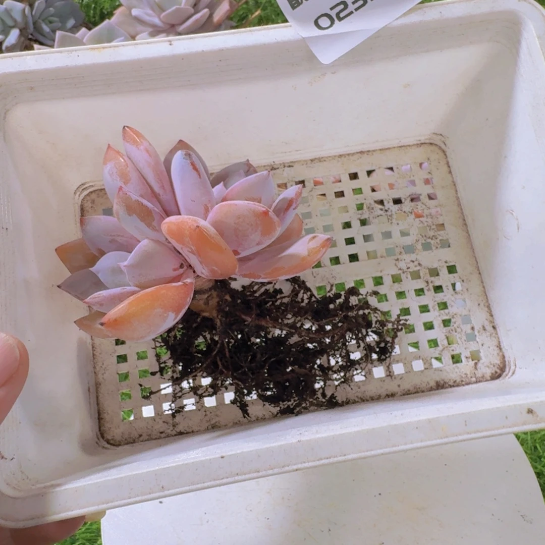 多肉植物奶茶双头0232