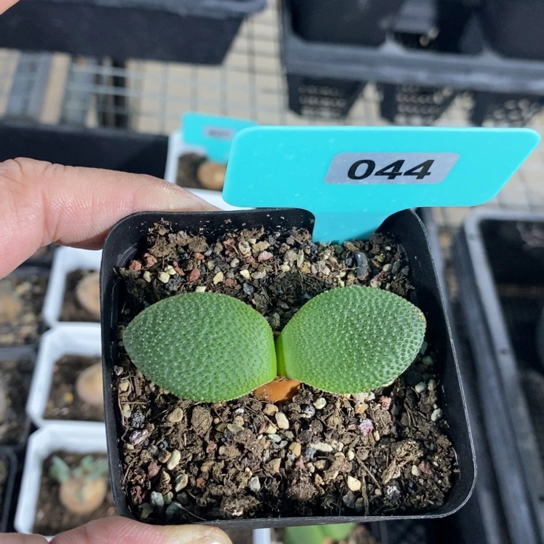 钢挫灯台百合一个