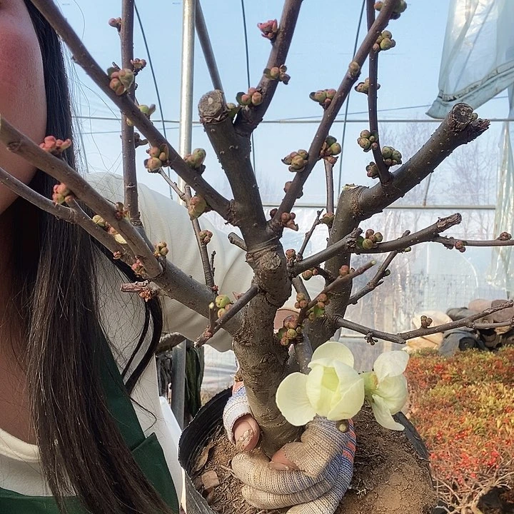 绿宝石海棠花盛开时节