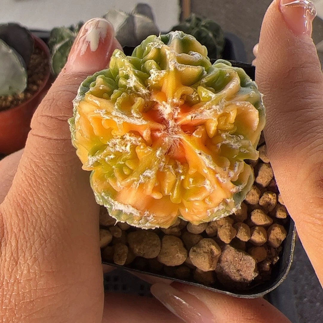 小***羊实生鸾凤玉一物一拍