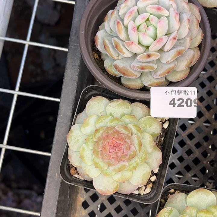 阿雅园艺。       4209两颗
