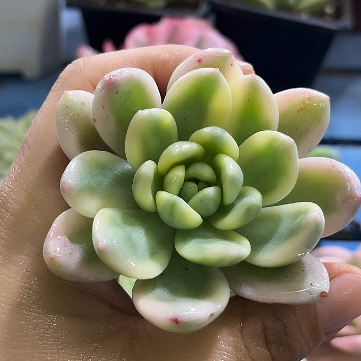 238望舒腹轮锦大单头