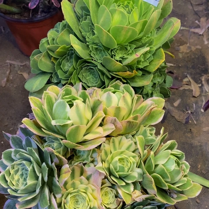 两盆多肉断头不包0623