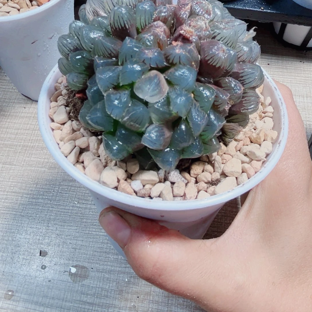 蓝镜群多肉植物6666