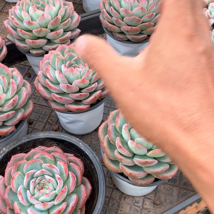 红鸾多肉植物15.88两单包邮