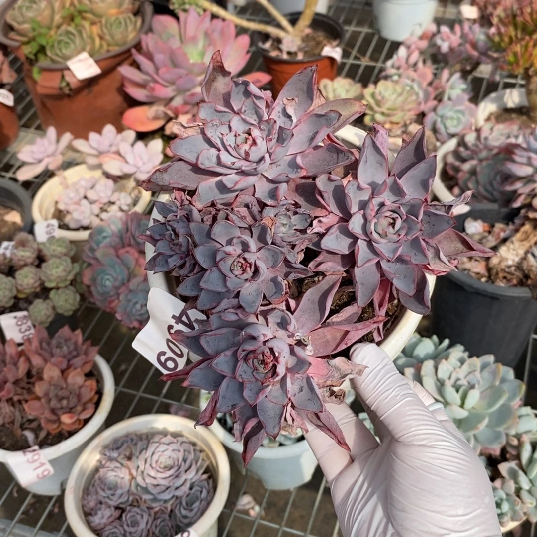 4909赫拉多头一物一拍