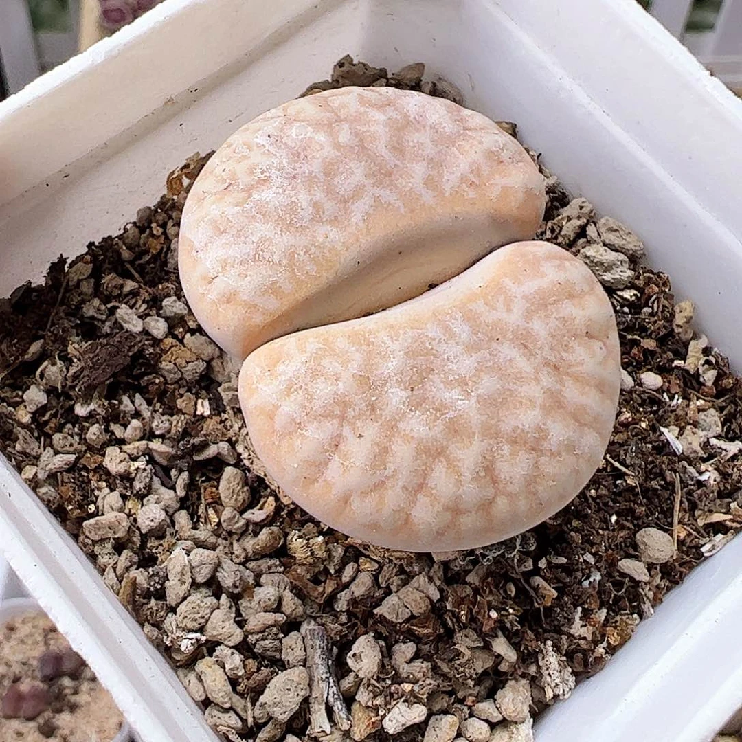 无花朵拿铁多肉植物馆带盆发