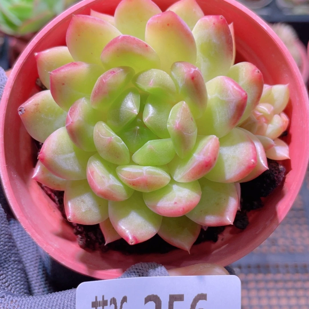 花利美26-256新品