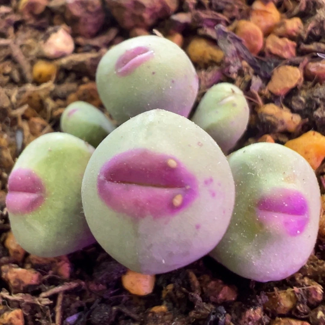 实生1380b 肉锥植物