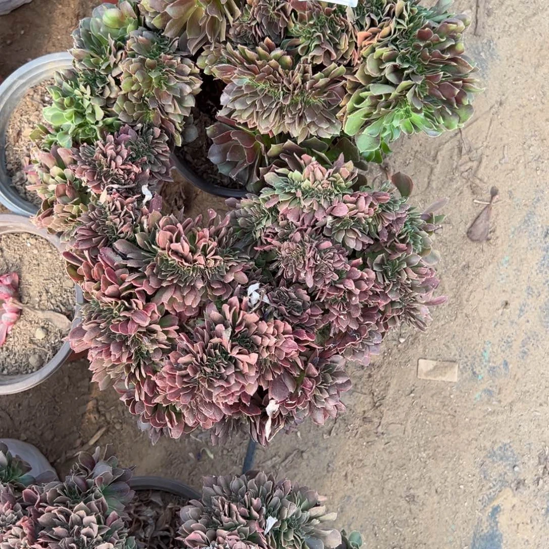 401两颗组合多肉植物法师多肉