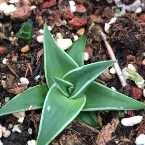 百折芦荟多肉植物