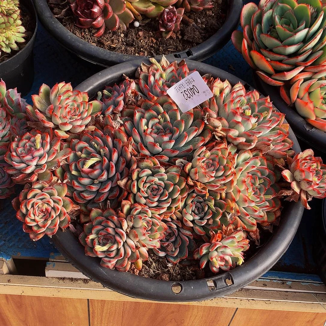 芳***华   荷花多头04032