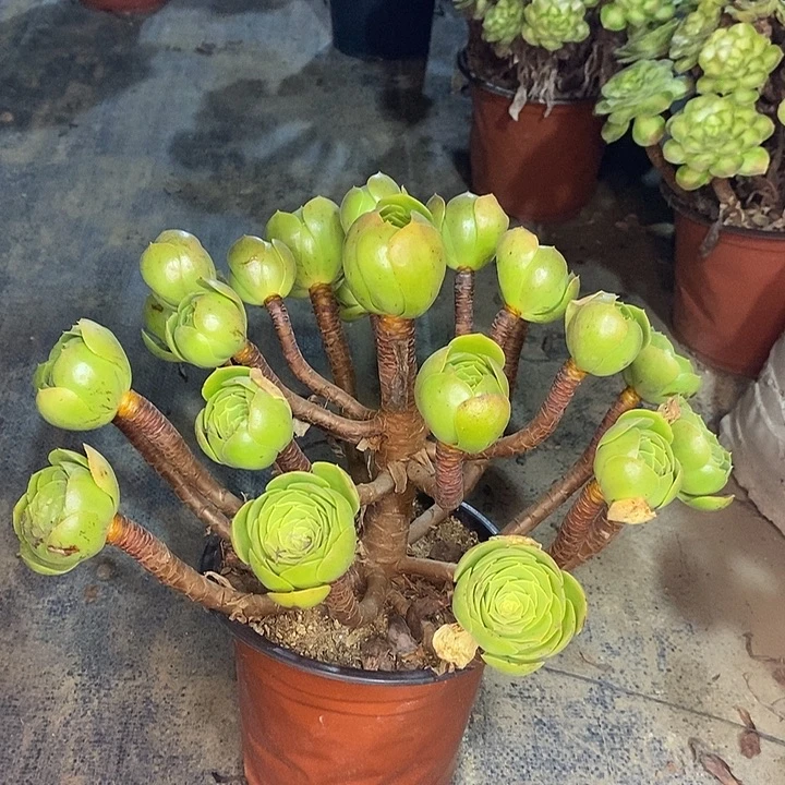 黑金沙拉碗多肉植物045